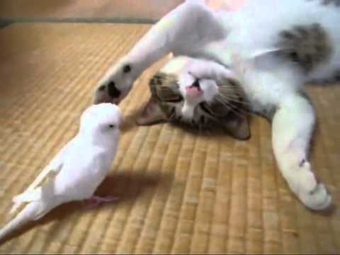 猫と鳥が遊んでいる動画