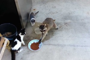 猫の餌を盗むアライグマ、手を洗いながら食べる姿が…